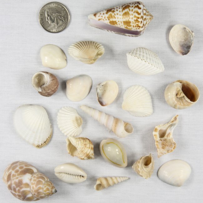Shells19 Assorted Shells